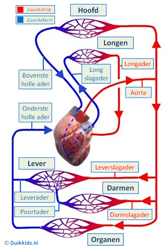 is een massagegun goed voor je ? is een massagegun goed voor je ?